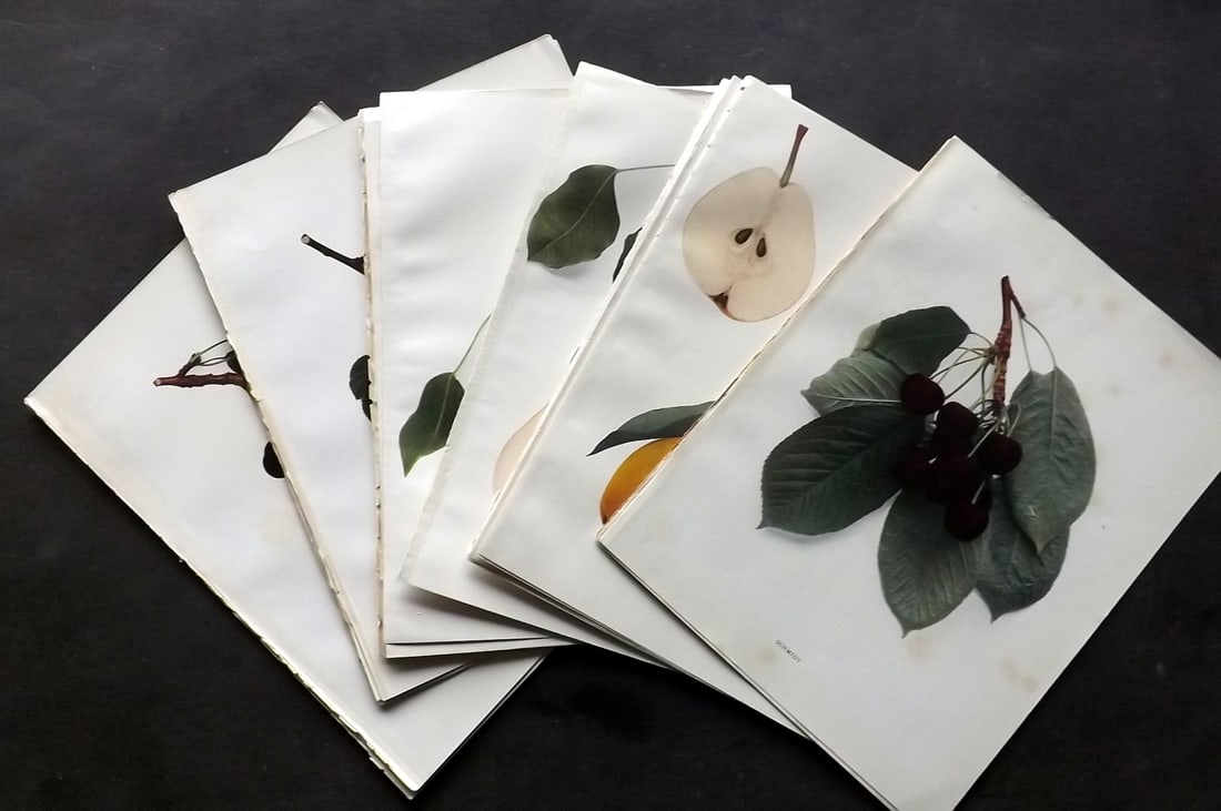 Hedrick, U. P. C1921 Lot of 22 Antique Fruit Prints (1 of 7)