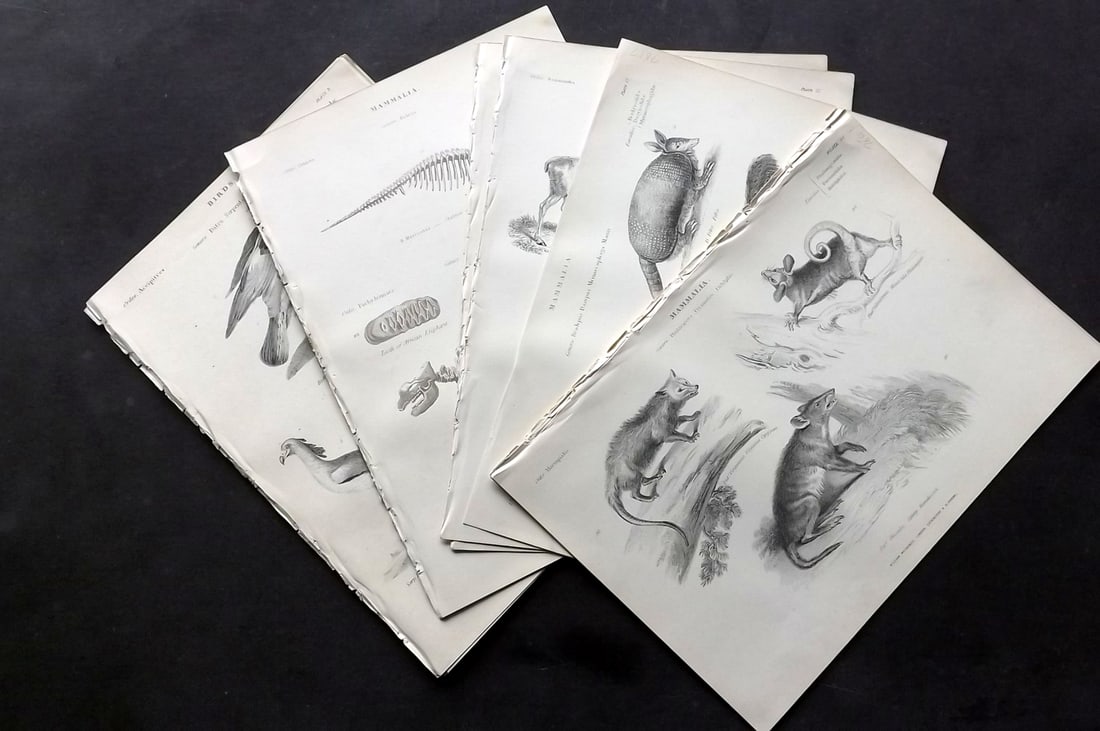 Richardson, John 1862 Lot of 15 Birds & Natural History Prints: Hand Colored Steel Engraving/Etching Published 1859-62 by William Mackenzie, Edinburgh & London for "The Museum of Natural History" by John Richardson. Paper Size: 10.5 x 7 inch (27 x 18cm) Good Condi