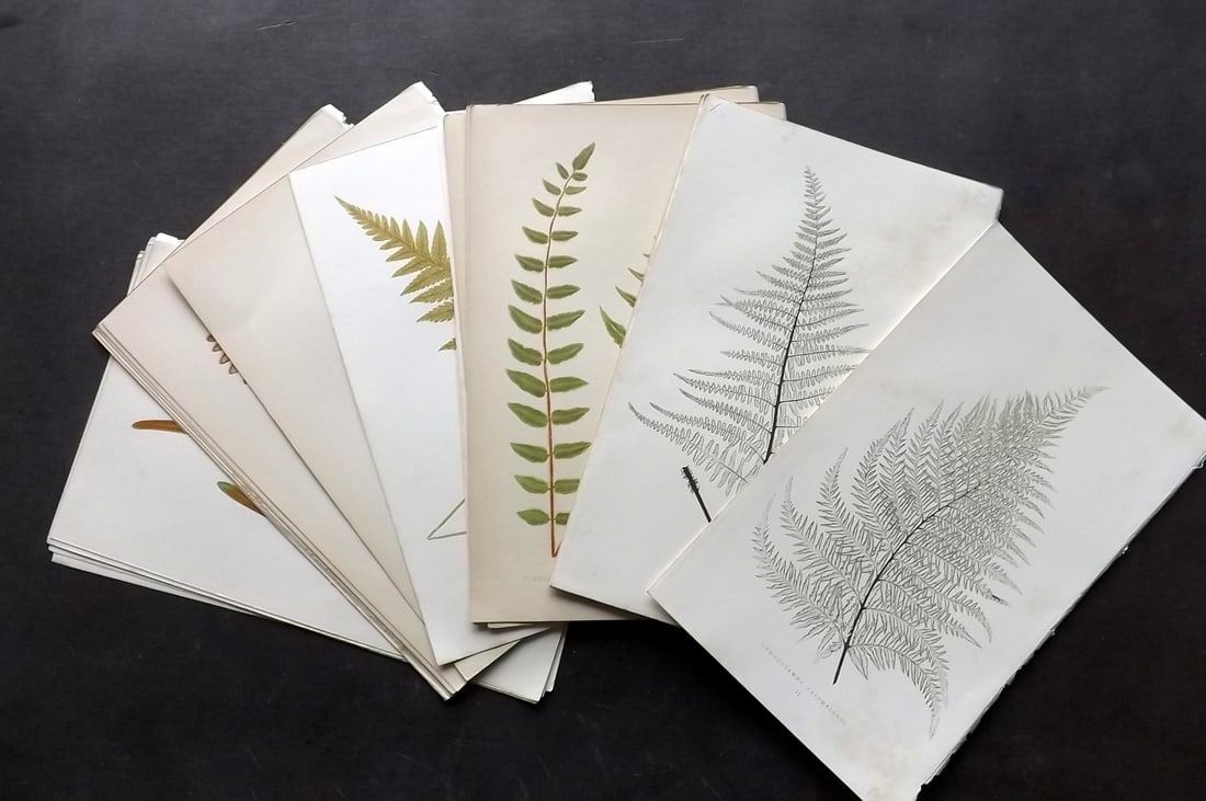 Lowe, Edward 1859 Lot of 24 Antique Fern Prints: Woodblock Published 1856-62 by Groombridge and Sons, London for "Ferns: British and Exotic" by Edward Lowe. Illustrated by A. F. Lydon. Printed by Benjamin Fawcett. Paper Size: 10 x 6 inch (25 x 15cm)