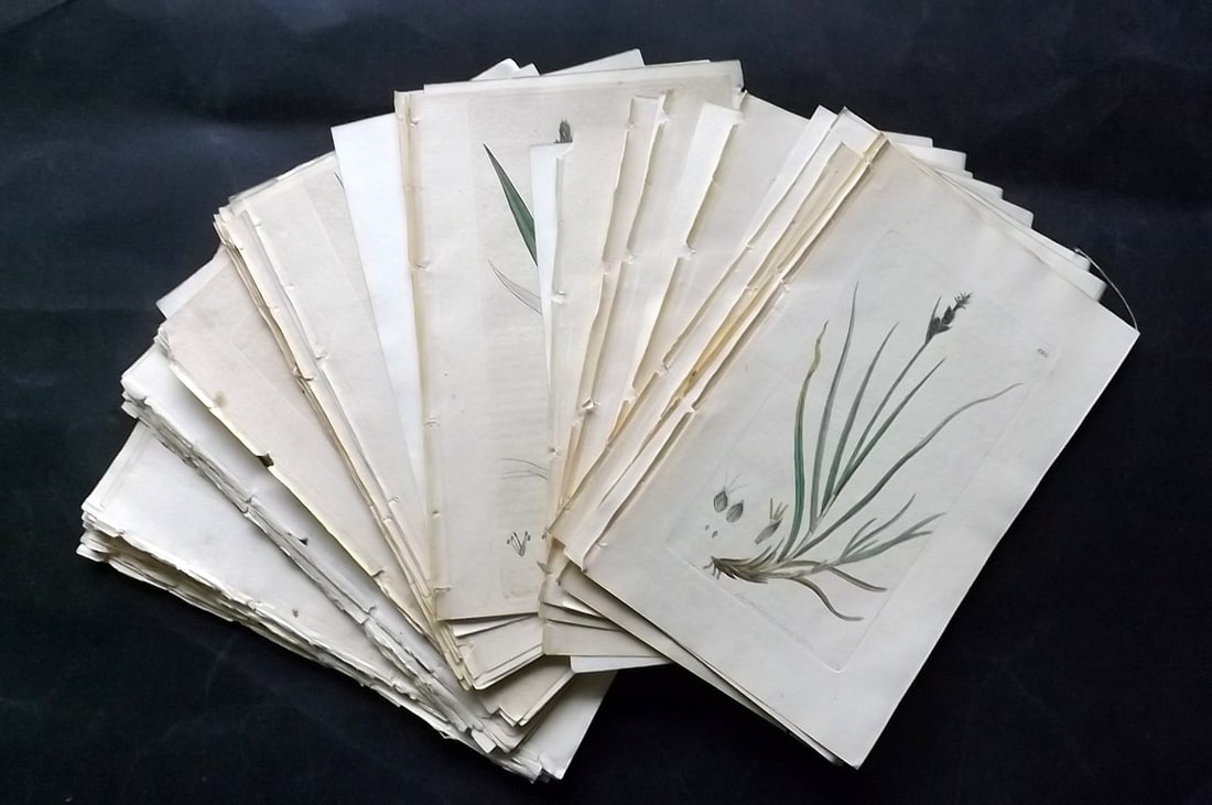 Sowerby, James 1790's Lot of 50 Hand Col Botanical Prints (1 of 8)