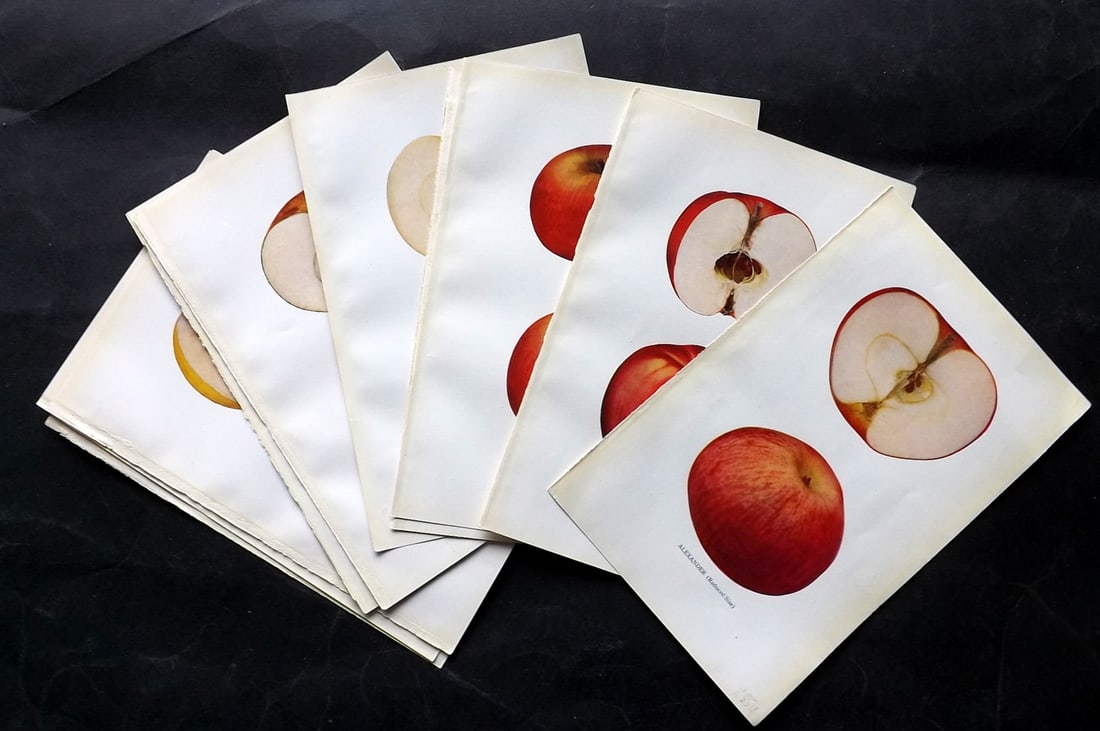 Beach - Apples of New York 1905 Lot of 10 Antique Fruit Prints: Halftone Published 1905, Albany for "The Apples of New York" by S. A. Beach, N. O. Booth and O. M. Taylor. Paper Size: 9 x 6 inch (23 x 15cm) Good Condition