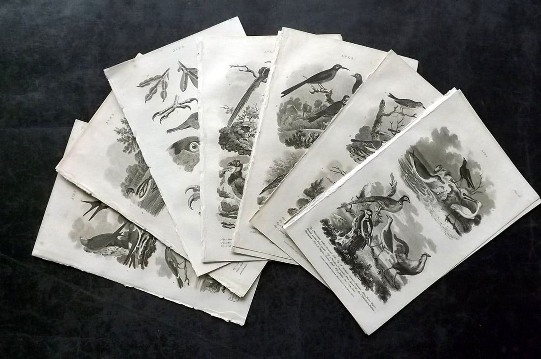 Nicholson, William 1809 Lot of 12 Antique Bird Prints: Copper Plate Published 1809, London for "The British Encyclopedia..." by William Nicholson. Paper Size: 8 x 5 inch (21 x 13cm) Good Condition