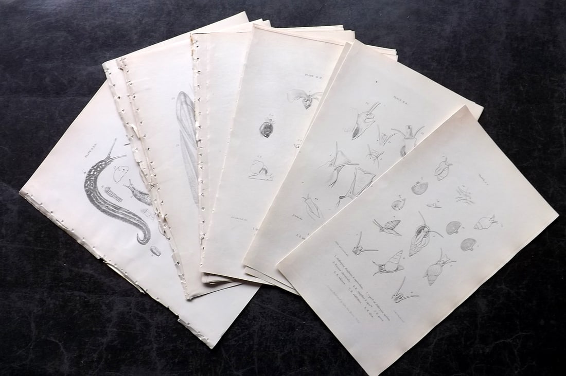 Forbes, Edward 1853 Lot of 20 Antique Seal Life & Shell Prints: Lithographs/Etchings Published 1848-53, London for "A History of British Mollusca, and their Shells" by Edward Forbes. Paper Size: 9.5 x 6 inch (24 x 15cm) Good Condition