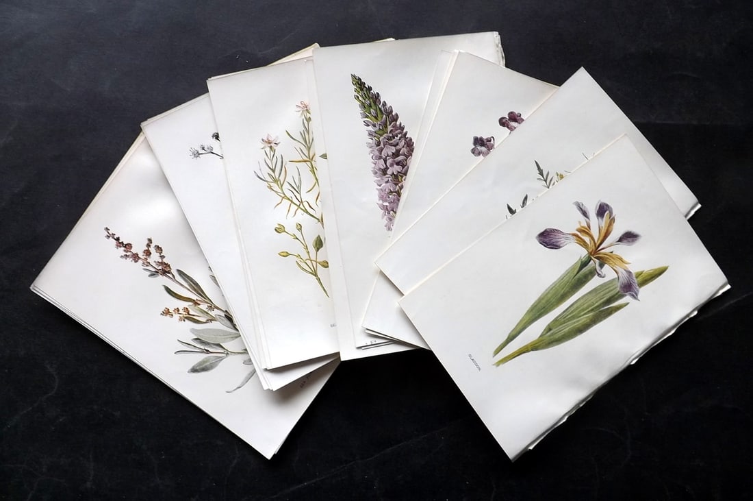 Hulme, Edward C1900 Lot of 32 Botanical Prints. Wild Flowers: Offset Lithographs Published C1900, London for "Familiar Wild Flowers" by F. Edward Hulme & Shirley Hibberd. Paper Size: 7.5 x 5 inch (19 x 13cm) Good Condition
