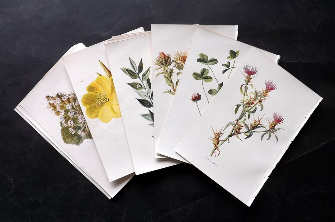 Hulme, Edward C1900 Lot of 24 Botanical Prints. Wild Flowers: Offset Lithographs Published C1900, London for "Familiar Wild Flowers" by F. Edward Hulme & Shirley Hibberd. Paper Size: 7.5 x 5 inch (19 x 13cm) Good Condition