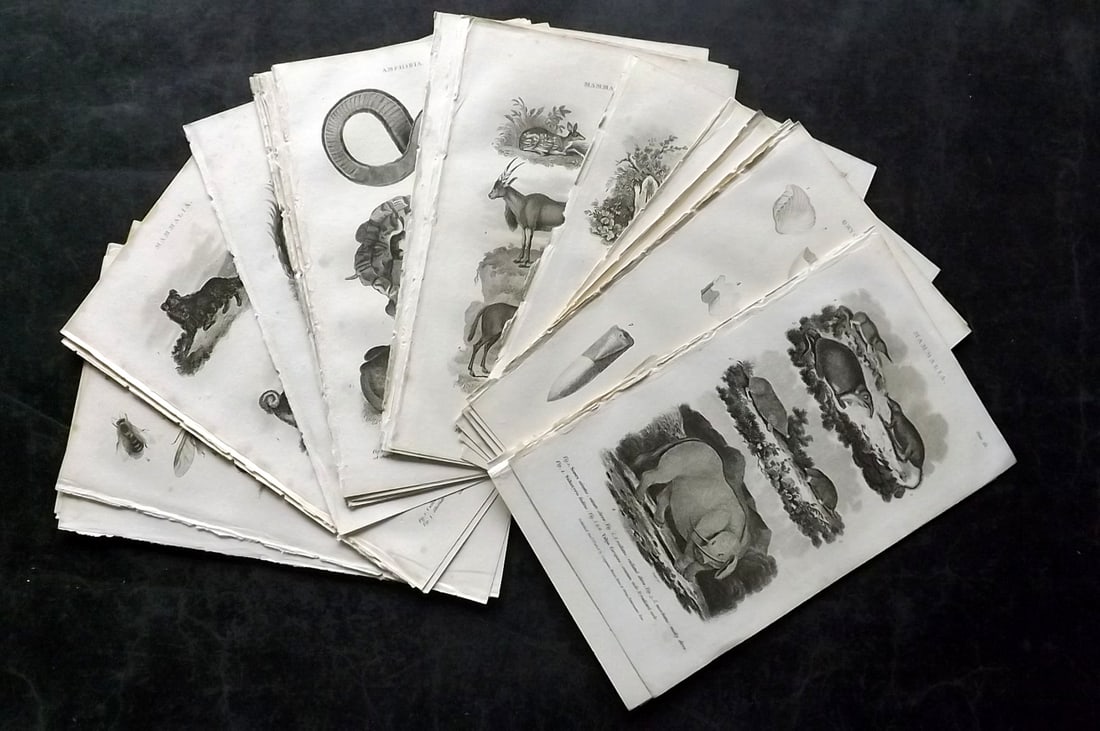 Nicholson, William 1809 Lot of 30 Natural History Prints: Copper Plate Published 1809, London for "The British Encyclopedia..." by William Nicholson. Paper Size: 8 x 5 inch (21 x 13cm) Good Condition