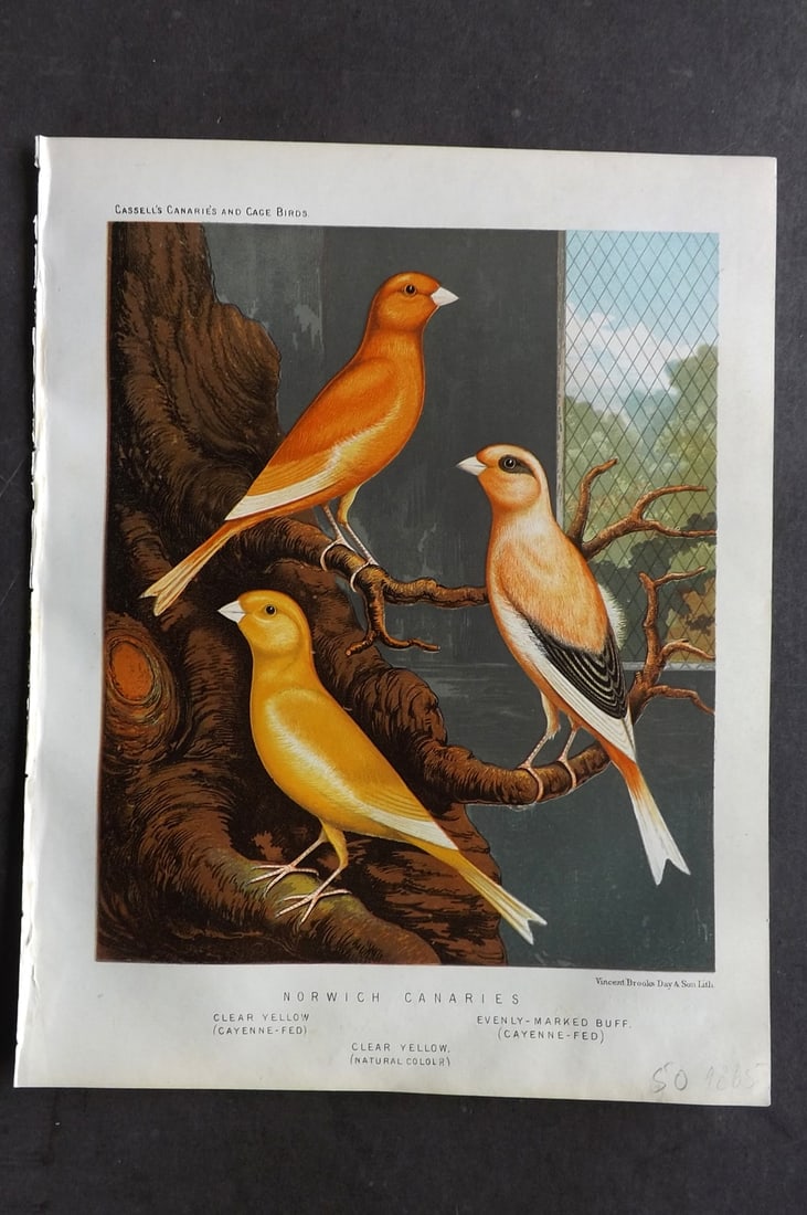 Cassell (Pub) 1880 Print. Norwich Canaries - Clear Yellow, Evenly-Marked Buff: Chromolithograph published 1877-1880 by Cassell & Co, London for "The Illustrated Book of Canaries and Cage-Birds" by W. Blakston, W. Swaysland & A. F Weiner. Illustrated by J. W. Ludlow & W. Rutledge