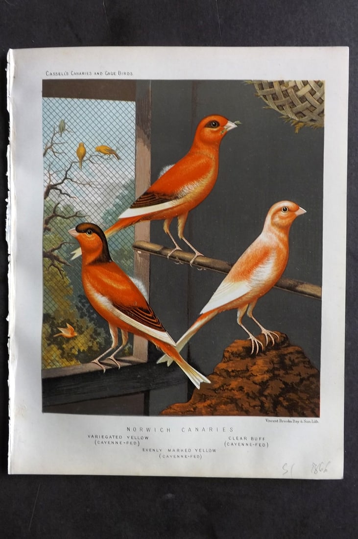 Cassell (Pub) 1880 Bird Print. Norwich Canaries - Variegated Yellow, Clear Buff: Chromolithograph published 1877-1880 by Cassell & Co, London for "The Illustrated Book of Canaries and Cage-Birds" by W. Blakston, W. Swaysland & A. F Weiner. Illustrated by J. W. Ludlow & W. Rutledge