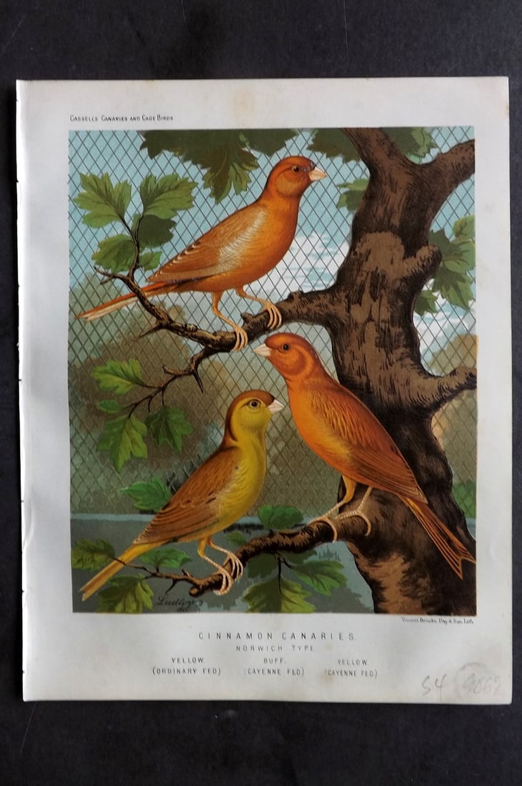 Cassell (Pub) 1880 Antique Bird Print. Cinnamon Canaries - Norwich Type: Chromolithograph published 1877-1880 by Cassell & Co, London for "The Illustrated Book of Canaries and Cage-Birds" by W. Blakston, W. Swaysland & A. F Weiner. Illustrated by J. W. Ludlow & W. Rutledge