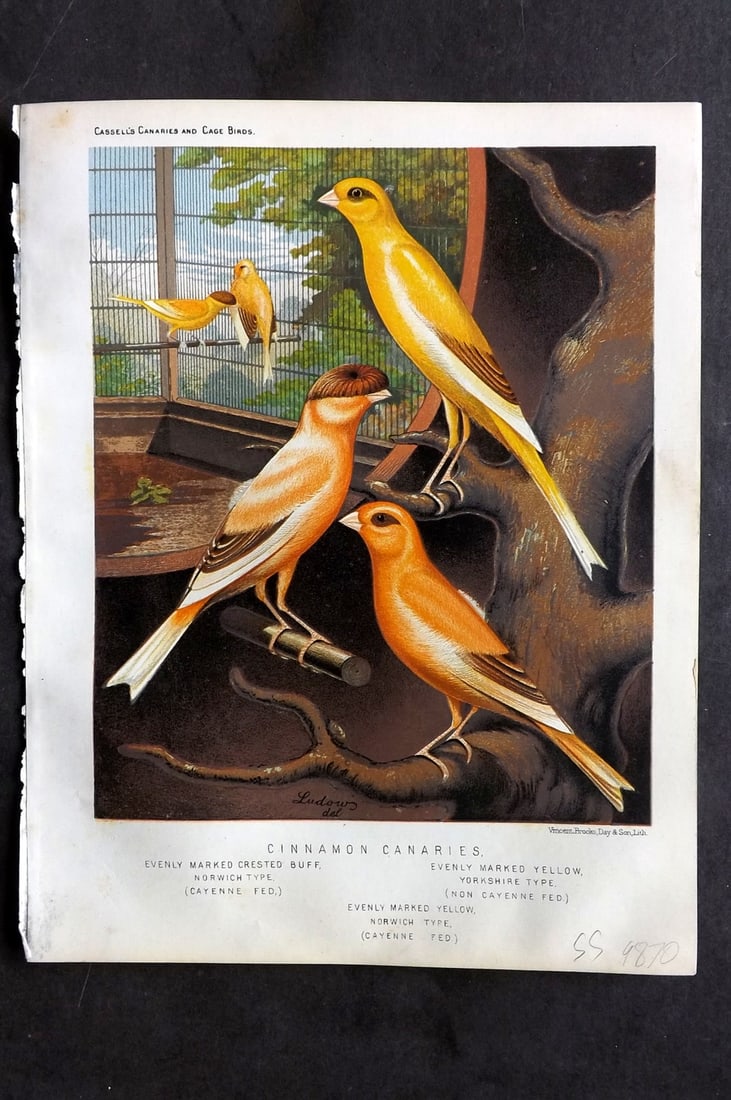 Cassell (Pub) 1880 Cinnamon Canaries - Evenly Marked Crested Buff Marked Yellow (1 of 1)