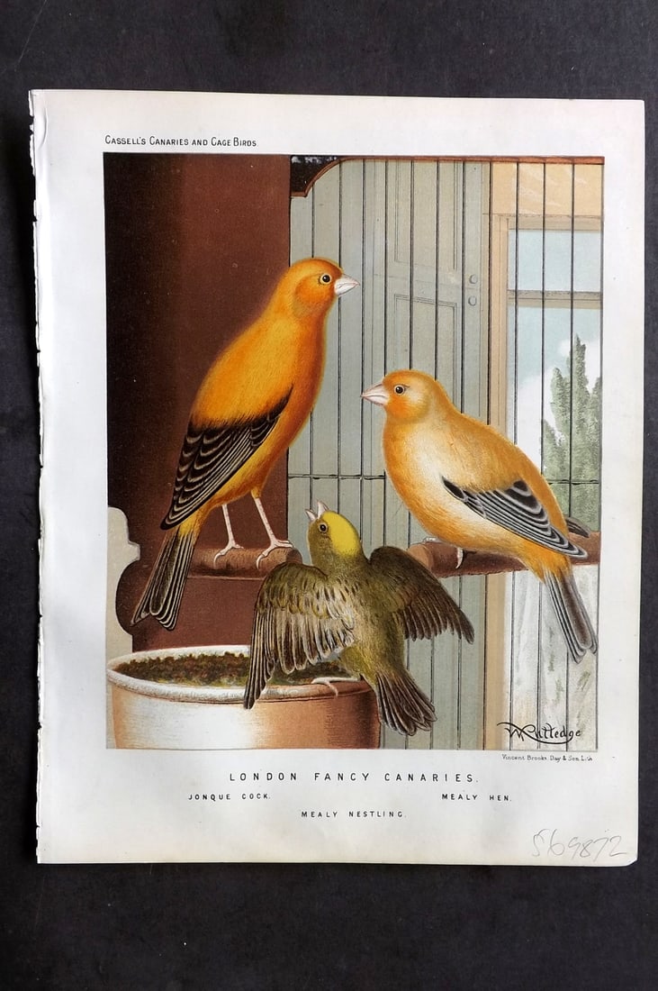 Cassell (Pub) 1880 Antique Bird Print. London Fancy Canaries (1 of 1)