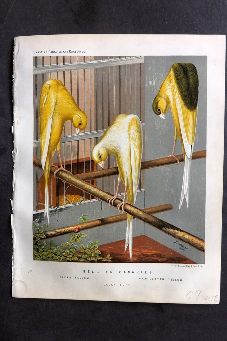 Cassell (Pub) 1880 Antique Bird Print. Belgian Canaries: Chromolithograph published 1877-1880 by Cassell & Co, London for "The Illustrated Book of Canaries and Cage-Birds" by W. Blakston, W. Swaysland & A. F Weiner. Illustrated by J. W. Ludlow & W. Rutledge