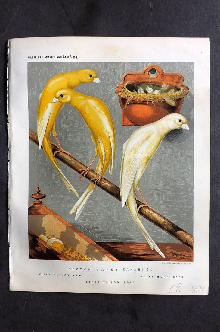 Cassell (Pub) 1880 Bird. Scotch Fancy Canaries - Clear Yellow Hen, Clear Buff Cock: Chromolithograph published 1877-1880 by Cassell & Co, London for "The Illustrated Book of Canaries and Cage-Birds" by W. Blakston, W. Swaysland & A. F Weiner. Illustrated by J. W. Ludlow & W. Rutledge