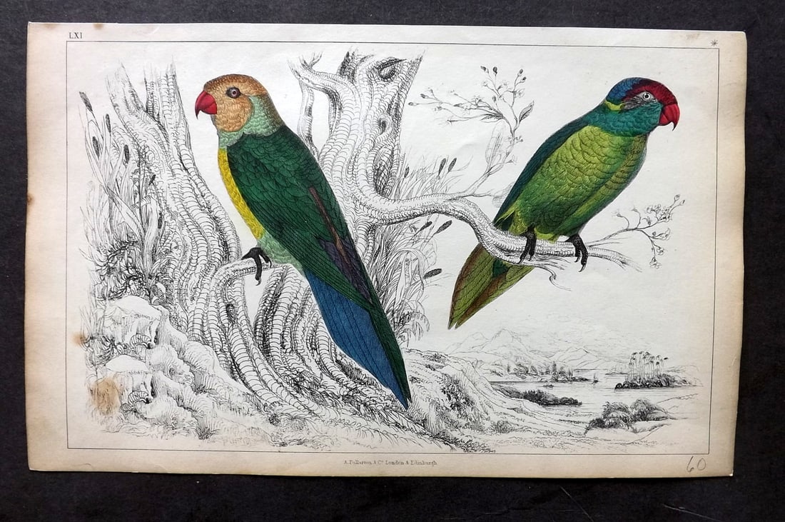 Goldsmith, Oliver C1850 Hand Col Print. Slender & Iris Parrakeet 61 (1 of 1)