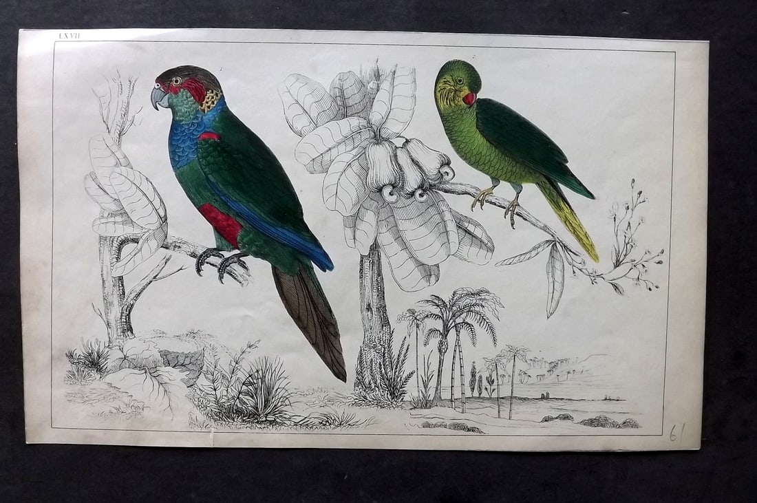 Goldsmith, Oliver C1850 Hand Col Print. Tiriba & Corquette Parakeet 67: Hand Colored Etching/Engraving Published C1850 by A. Fullarton & Co., London for "A History of the Earth and Animated Nature" by Oliver Goldsmith. Paper Size: 10 x 6 inch (25 x 16cm) Good Condition