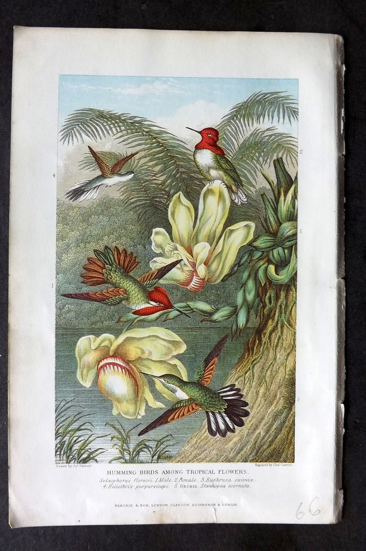 Pouchet, F. A. C1890 Bird Print. Hummingbirds among Tropical Flowers: Color Printed Woodblock Published C1890, London for "The Universe: Or, The Infinitely Great and The Infinitely Little" by F. A. Pouchet. Paper Size: 8.5 x 6 inch (22 x 15cm) Good Condition