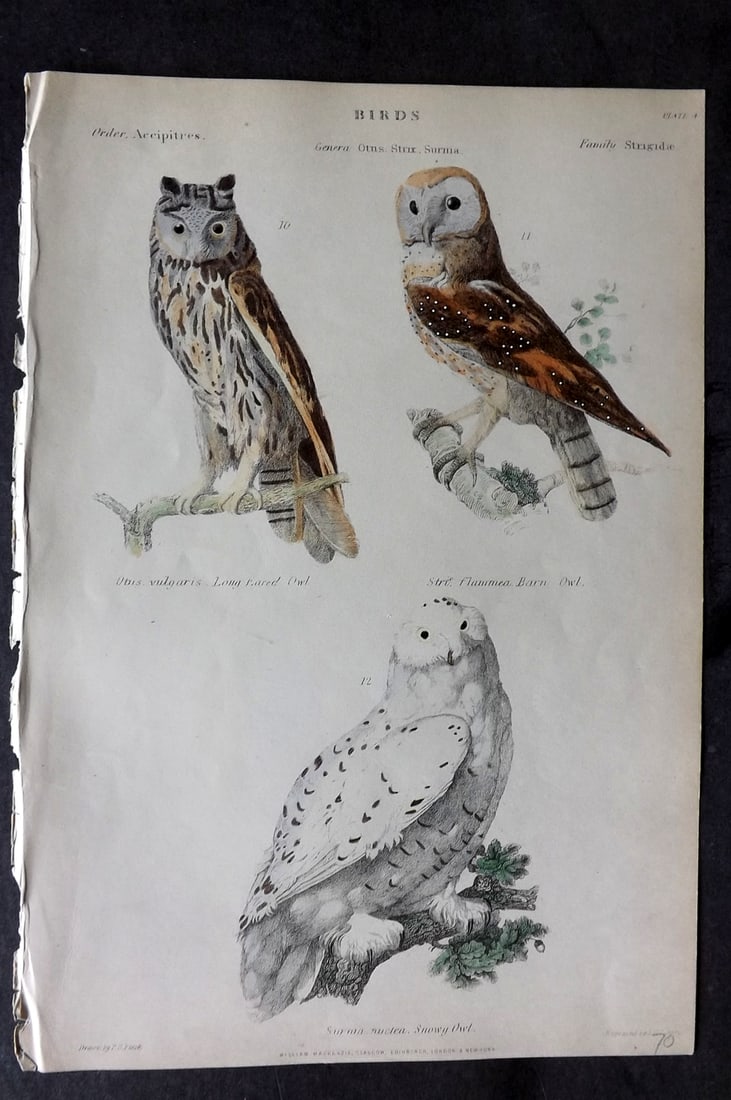 Richardson, John 1862 Hand Col Bird Print. Snowy, Barn, Long Eared Owl (1 of 1)