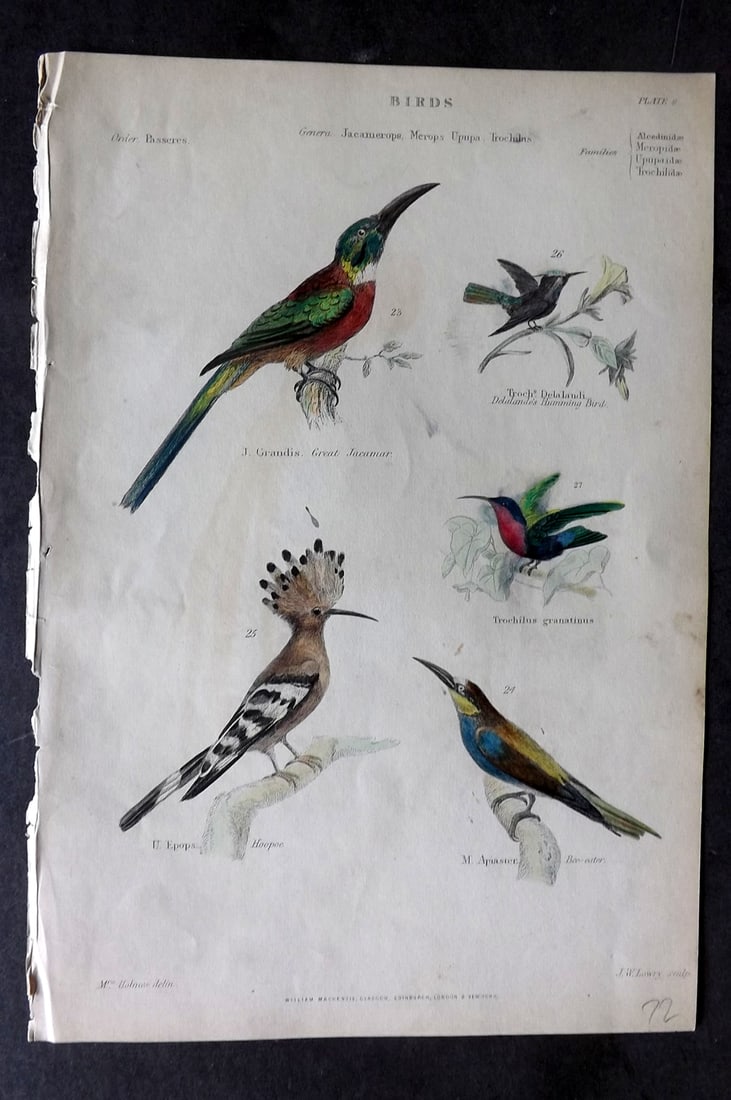 Richardson, John 1862 Hand Col Bird Print. Hoopoe, Hummingbirds, Jacamar, Bee Eater: Hand Colored Steel Engraving/Etching Published 1859-62 by William Mackenzie, Edinburgh & London for "The Museum of Natural History" by John Richardson. Paper Size: 10.5 x 7 inch (27 x 18cm) Minor pain