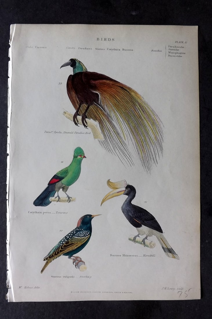 Richardson, John 1862 Hand Col Bird Print. Bird of Paradise, Hornbill, Touraco, Starling: Hand Colored Steel Engraving/Etching Published 1859-62 by William Mackenzie, Edinburgh & London for "The Museum of Natural History" by John Richardson. Paper Size: 10.5 x 7 inch (27 x 18cm) Good Condi