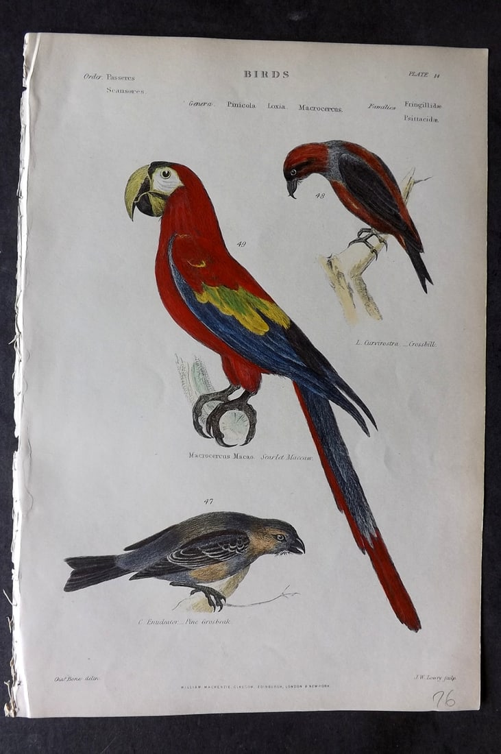 Richardson, John 1862 Hand Col Bird Print. Scarlet Macaw, Crossbill, Grosbeak: Hand Colored Steel Engraving/Etching Published 1859-62 by William Mackenzie, Edinburgh & London for "The Museum of Natural History" by John Richardson. Paper Size: 10.5 x 7 inch (27 x 18cm) Good Condi