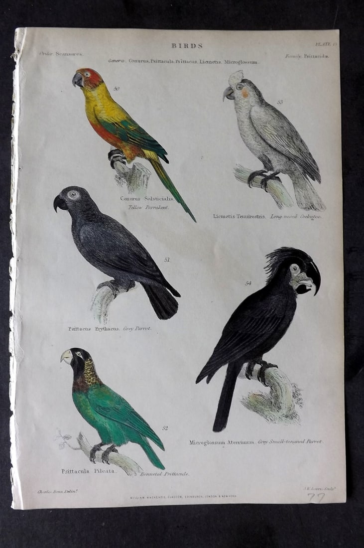 Richardson, John 1862 Hand Col Bird Print. Grey Parrot, Cockatoo, Parakeet, Psittacule: Hand Colored Steel Engraving/Etching Published 1859-62 by William Mackenzie, Edinburgh & London for "The Museum of Natural History" by John Richardson. Paper Size: 10.5 x 7 inch (27 x 18cm) Good Condi