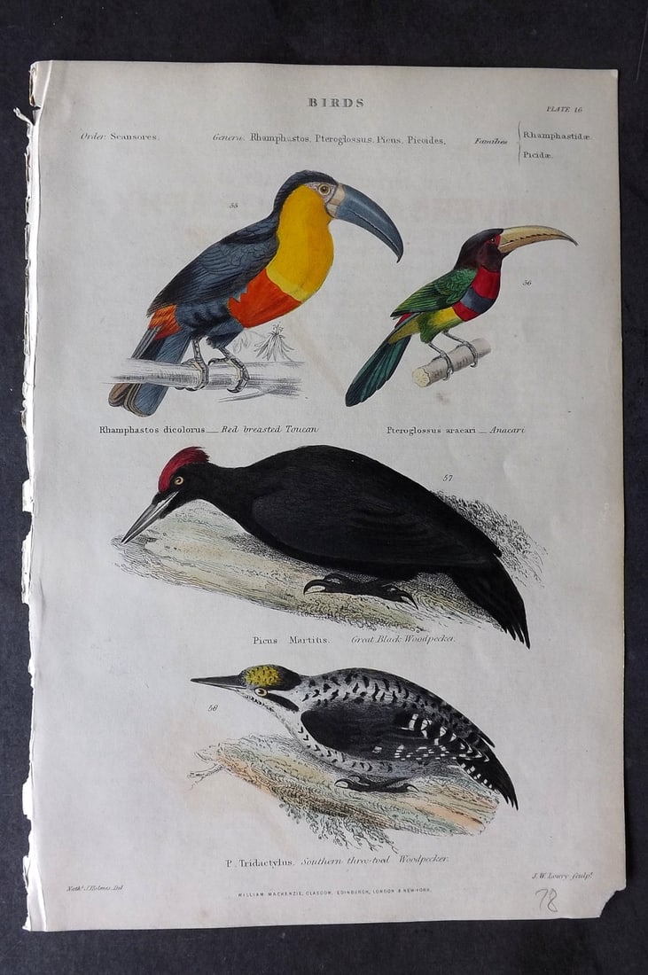 Richardson, John 1862 Hand Col Bird Print. Toucan, Anacari, Woodpeckers: Hand Colored Steel Engraving/Etching Published 1859-62 by William Mackenzie, Edinburgh & London for "The Museum of Natural History" by John Richardson. Paper Size: 10.5 x 7 inch (27 x 18cm) Good Condi