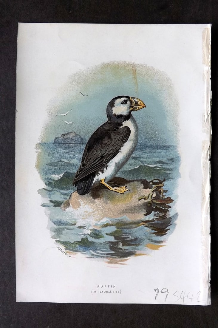 Swaysland, Walter 1883 First Ed. Bird Print. Puffin (1 of 1)
