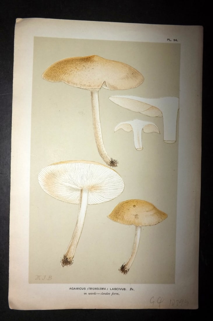 Cooke, Mordecai 1881 Antique Mushroom Print. Agaricus Lascivus 94: Chromolithograph Published 1881-1891, London for "Illustrations to British Fungi" by Mordecai Cubitt Cooke. Paper Size: 9 x 6 inch (23 x 15cm) Good Condition