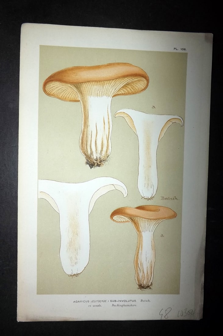 Cooke, Mordecai 1881 Antique Mushroom Print. Agaricus Sub-Involutus 108: Chromolithograph Published 1881-1891, London for "Illustrations to British Fungi" by Mordecai Cubitt Cooke. Paper Size: 9 x 6 inch (23 x 15cm) Good Condition