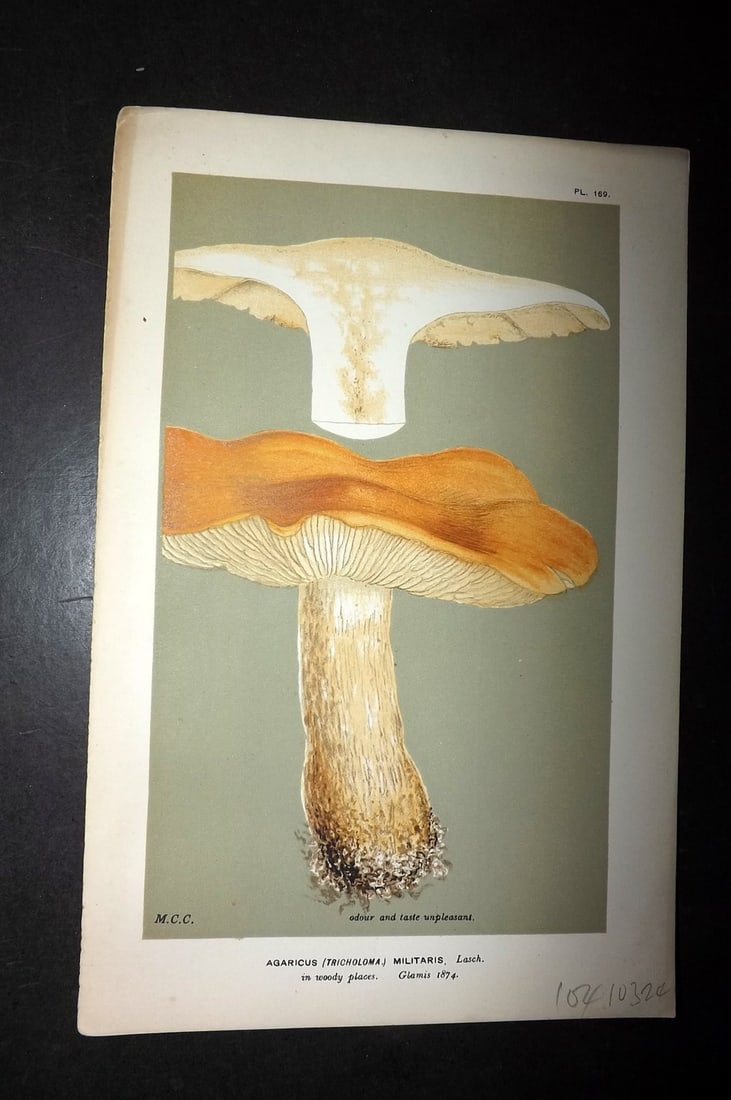 Cooke, Mordecai 1881 Antique Mushroom Print. Agaricus Militaris 169 (1 of 1)