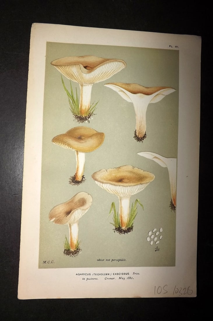 Cooke, Mordecai 1881 Antique Mushroom Print. Agaricus Exscissus 171 (1 of 1)