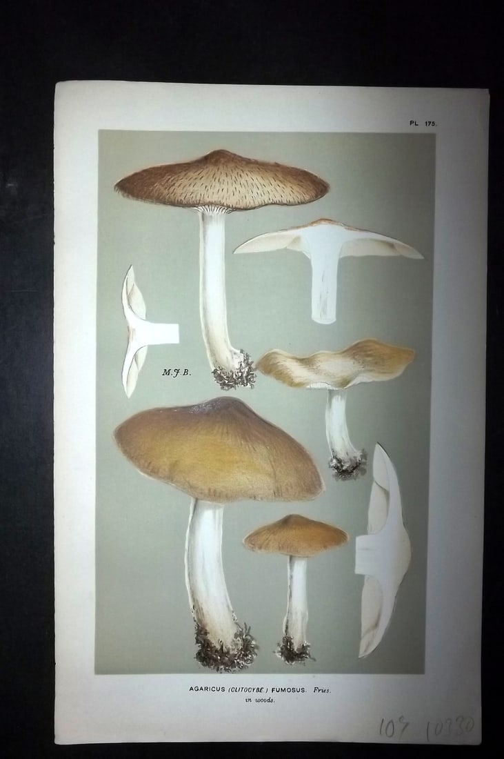 Cooke, Mordecai 1881 Antique Mushroom Print. Agaricus Fumosus 175: Chromolithograph Published 1881-1891, London for "Illustrations to British Fungi" by Mordecai Cubitt Cooke. Paper Size: 9 x 6 inch (23 x 15cm) Good Condition