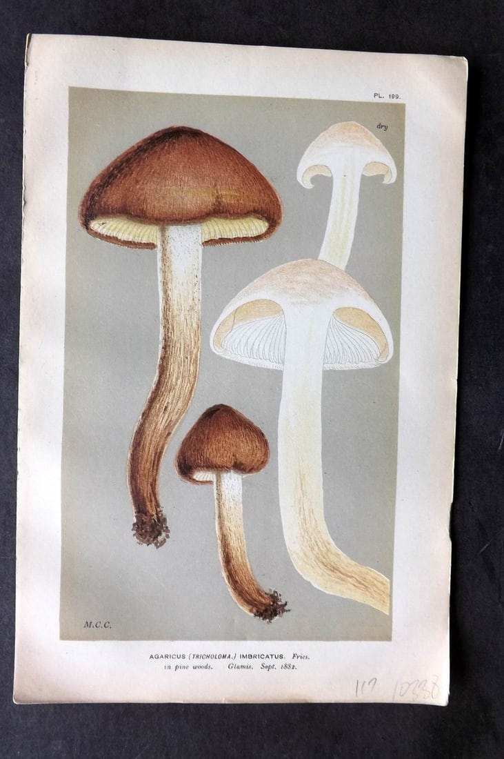 Cooke, Mordecai 1881 Antique Mushroom Print. Agaricus Imbricatus 199 (1 of 1)