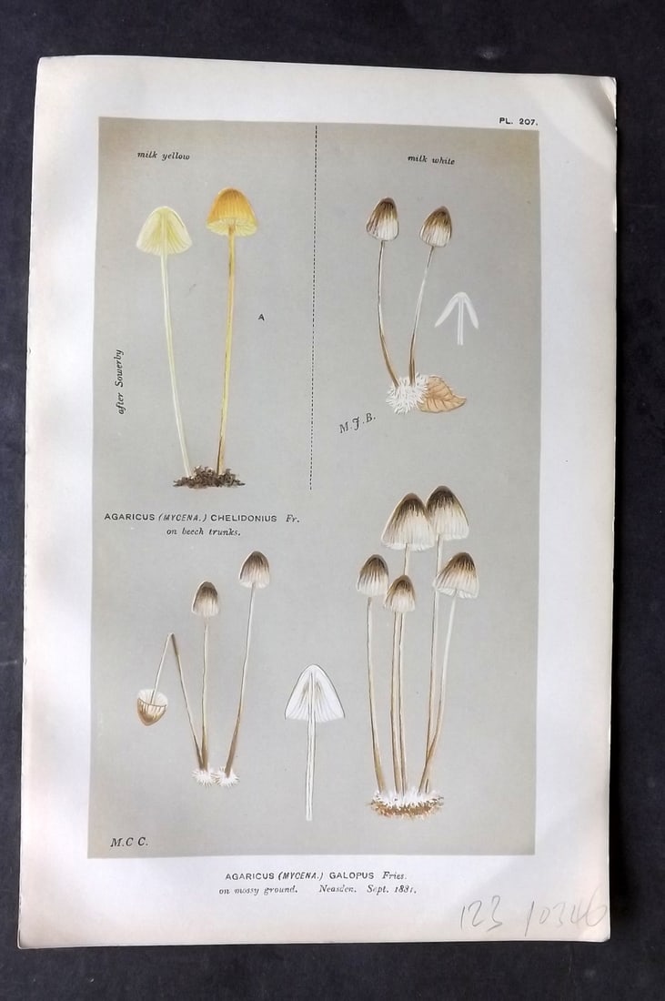 Cooke, Mordecai 1881 Antique Mushroom Print. Agaricus Galopus 207 (1 of 1)