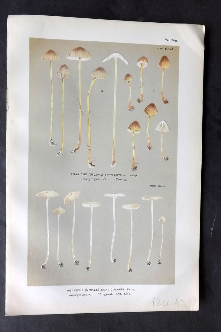Cooke, Mordecai 1881 Antique Mushroom Print. Agaricus Clavicularis 208: Chromolithograph Published 1881-1891, London for "Illustrations to British Fungi" by Mordecai Cubitt Cooke. Paper Size: 9 x 6 inch (23 x 15cm) Good Condition