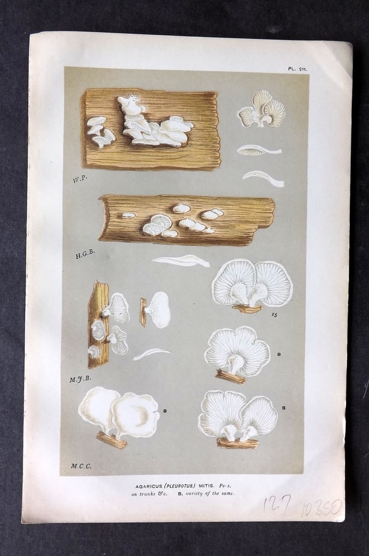 Cooke, Mordecai 1881 Antique Mushroom Print. Agaricus Mitis 211 (1 of 1)