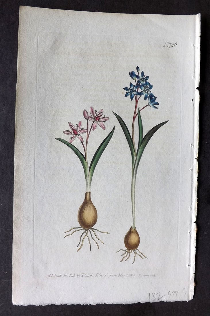 Curtis, William 1804 Hand Col Botanical Print. Two Leaved Squil 746 (1 of 1)