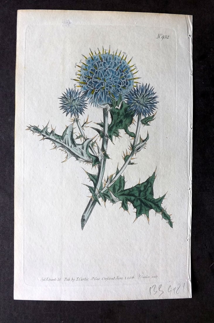 Curtis, William 1806 Hand Col Botanical Print. Small Globe Thistle 932 (1 of 1)