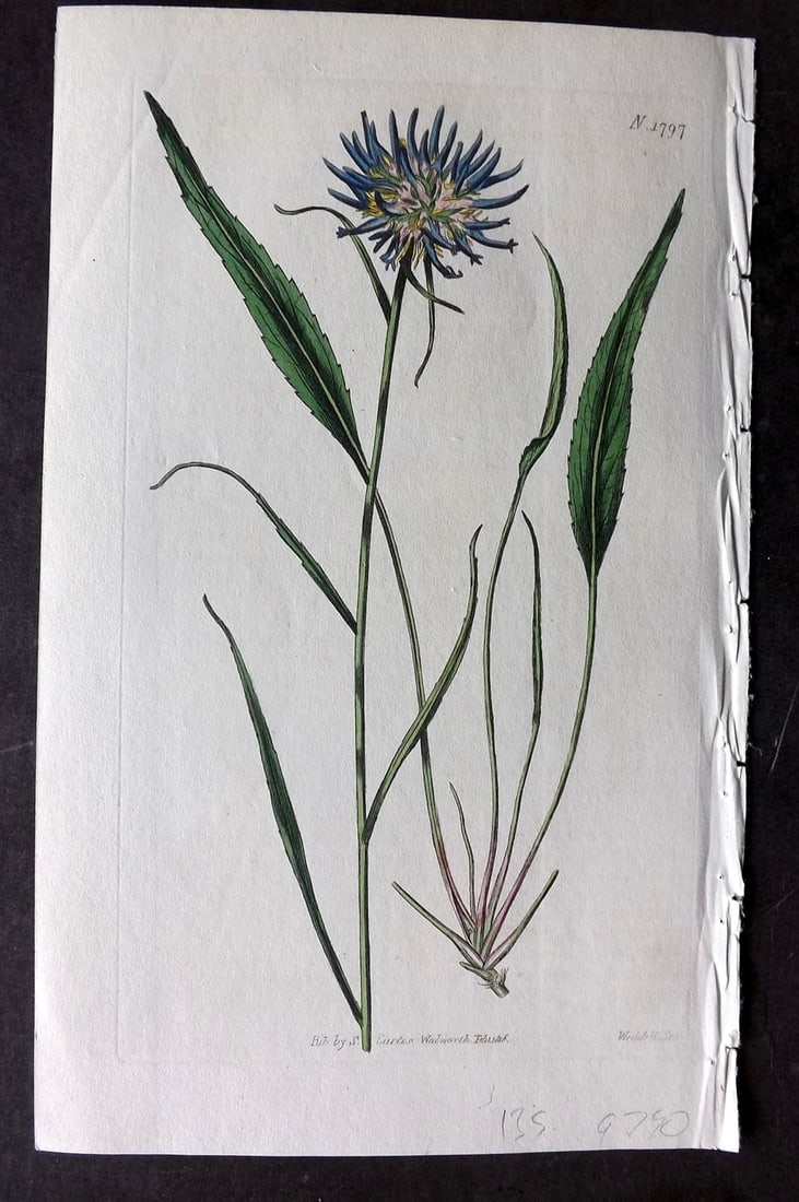 Curtis, William 1816 Hand Col Botanical Print. Scheuchzer's Rampion 1797 (1 of 1)