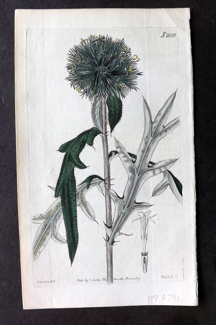 Curtis, William 1819 Hand Col Botanical Print. Annual Globe Thistle 2109 (1 of 1)