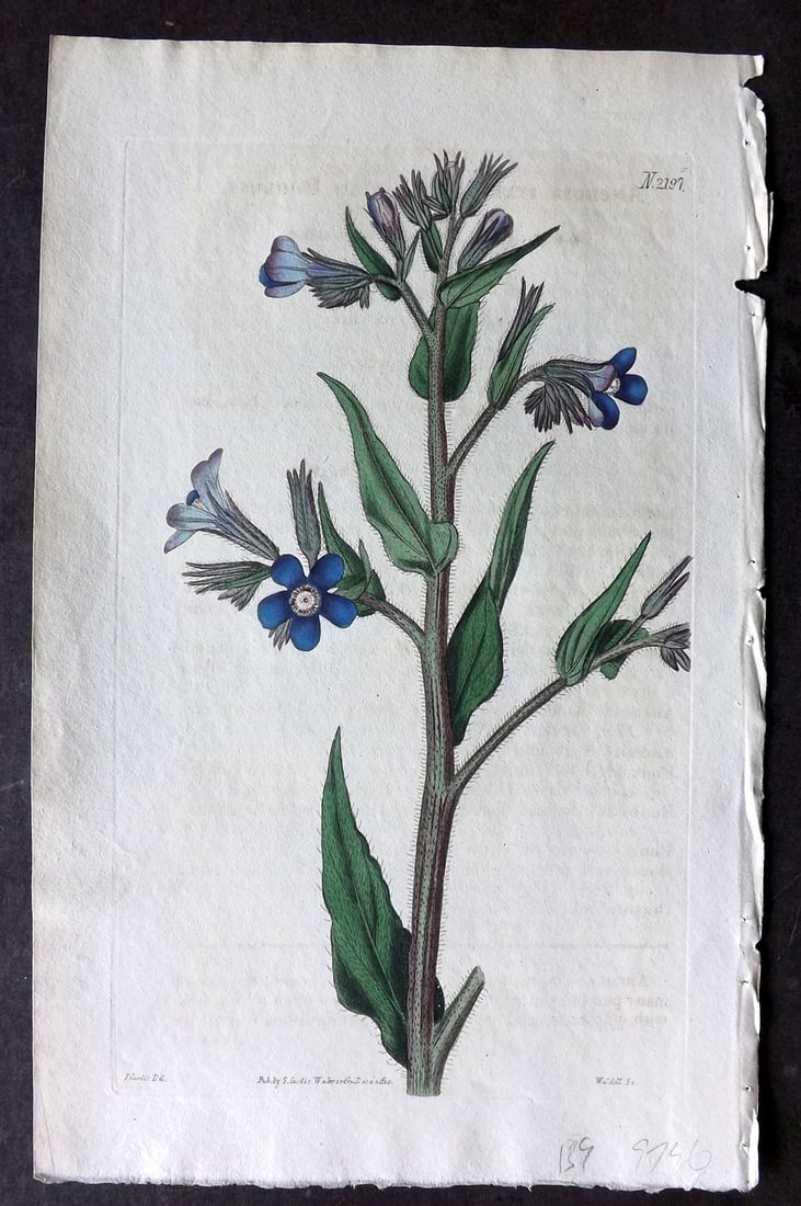 Curtis, William 1820 Hand Col Botanical Print. Italian Bugloss 2197 (1 of 1)