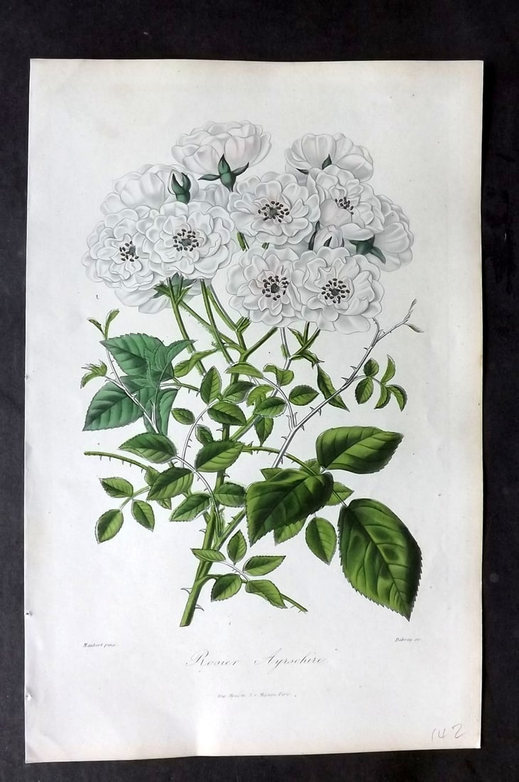 Donnaud (Pub) 1873 Rare Botanical Print. Ayrshire Rose: Color Printed Woodblock Published 1873-74 by E. Donnaud, Paris for "Roses et Rosiers. Par des Horticulteurs et des Amateurs de Jardinage" Rare. Paper Size: 10 x 6.5 inch (25 x 16.5cm) Good Condition