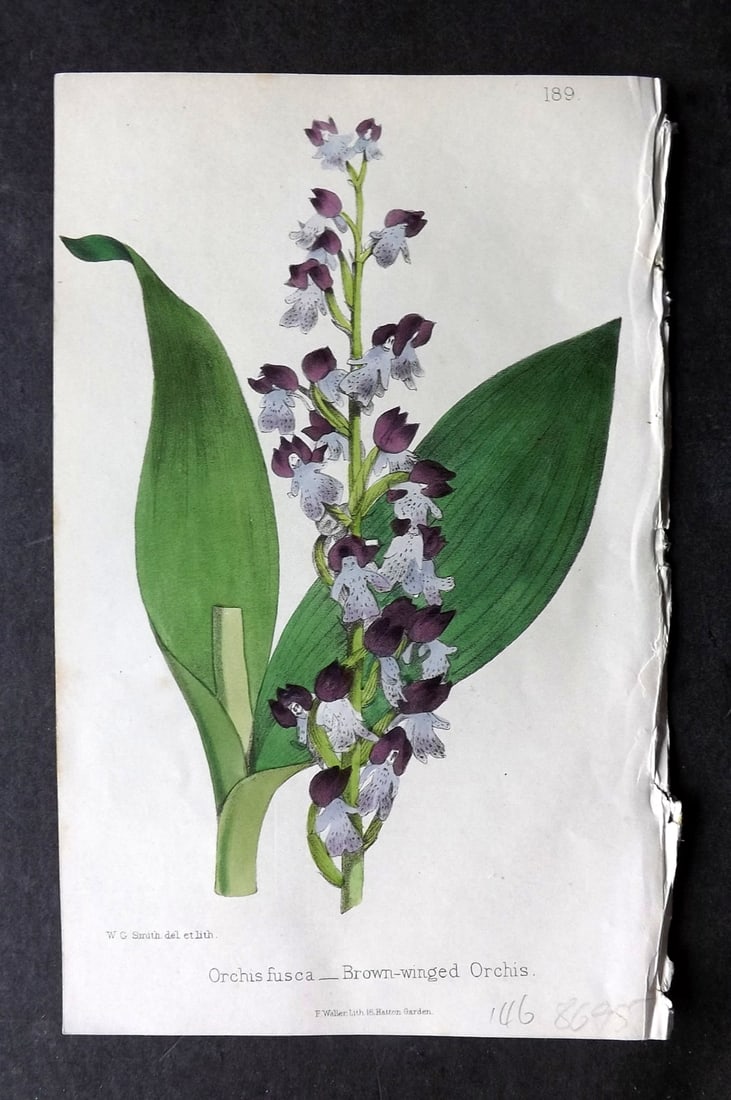 Hogg & Johnson C1870 Hand Col Botanical Print. Brown Winged Orchis Orchid: Hand Coloured Lithographs Published 1863-1880, London for "The Wild Flowers of Great Britain" by Robert Hogg & George W. Johnson. Paper Size: 9 x 5.5 inch (23 x 14cm) Very minor toning. Good Condition