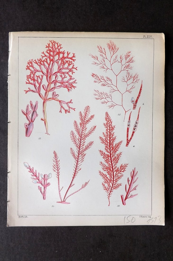 Landsborough, David 1851 HCol Seaweed Print. Chylocladia, Corallina, Polysiphonia 14: Hand Coloured Lithograph Published 1849, London for "A Popular History of British Sea-Weeds?" by the Rev. David Landsborough. Paper Size: 6 x 5 inch (16 x 13cm) Good Condition