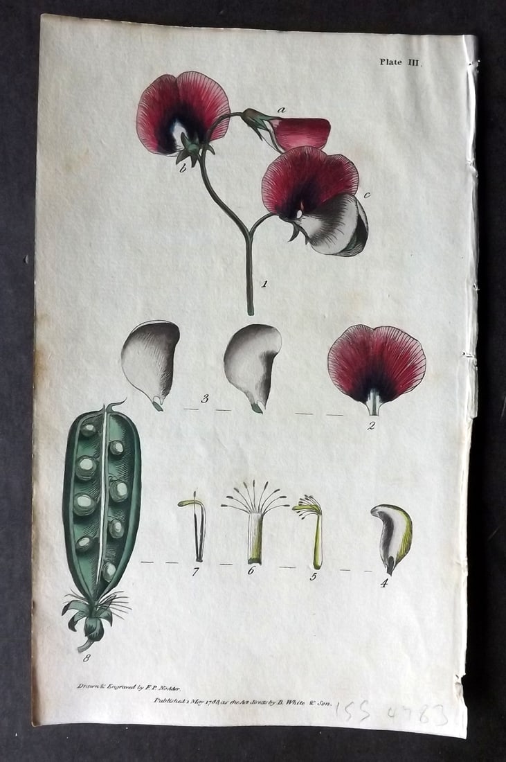 Nodder & Martyn 1787 Hand Col Botanical Print. Garden Pea 03: Copper Plate Published 1787, London for "Thirty-eight Plates, with Explanations, Intended to Illustrate Linnaeus's System of Vegetables" by Thomas Martyn. Drawn & Engraved by Frederick Polydore Nodder