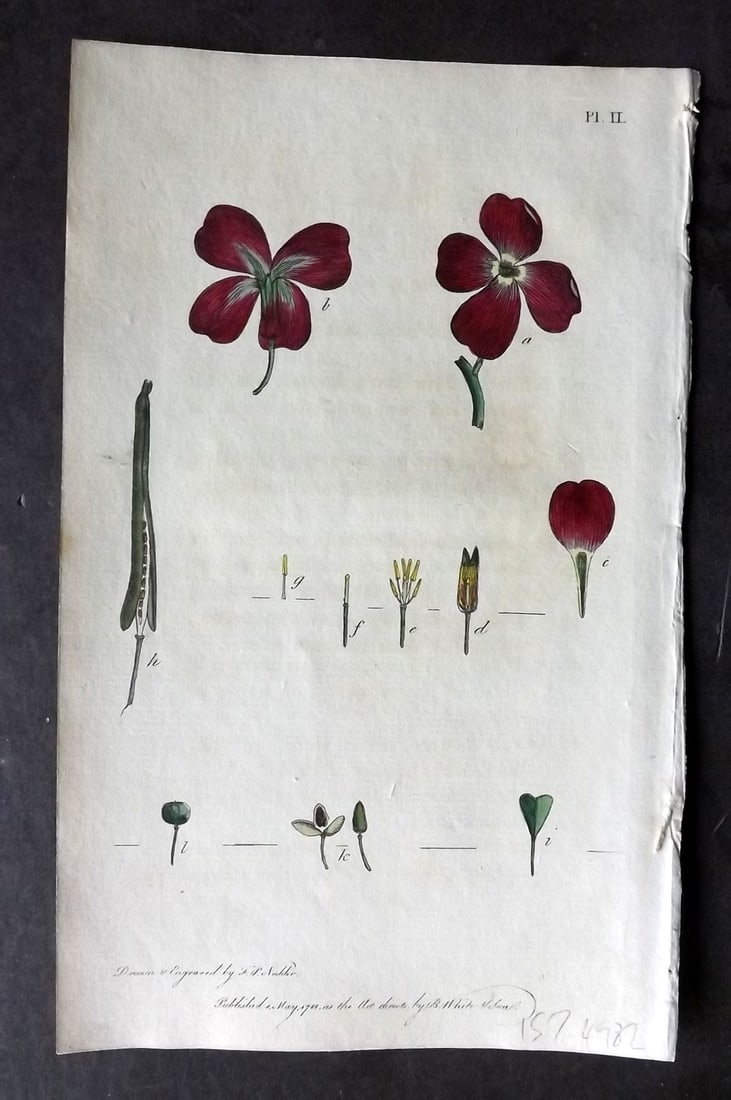 Nodder & Martyn 1787 Hand Col Botanical Print. Stock Gilliflower 02: Copper Plate Published 1787, London for "Thirty-eight Plates, with Explanations, Intended to Illustrate Linnaeus's System of Vegetables" by Thomas Martyn. Drawn & Engraved by Frederick Polydore Nodder