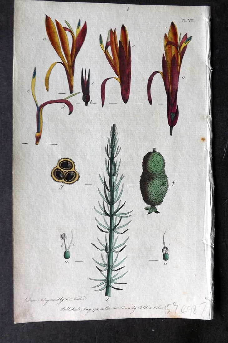 Nodder & Martyn 1787 Hand Col Botanical Print. Indian Shot, Mare's Tail 07: Copper Plate Published 1787, London for "Thirty-eight Plates, with Explanations, Intended to Illustrate Linnaeus's System of Vegetables" by Thomas Martyn. Drawn & Engraved by Frederick Polydore Nodder
