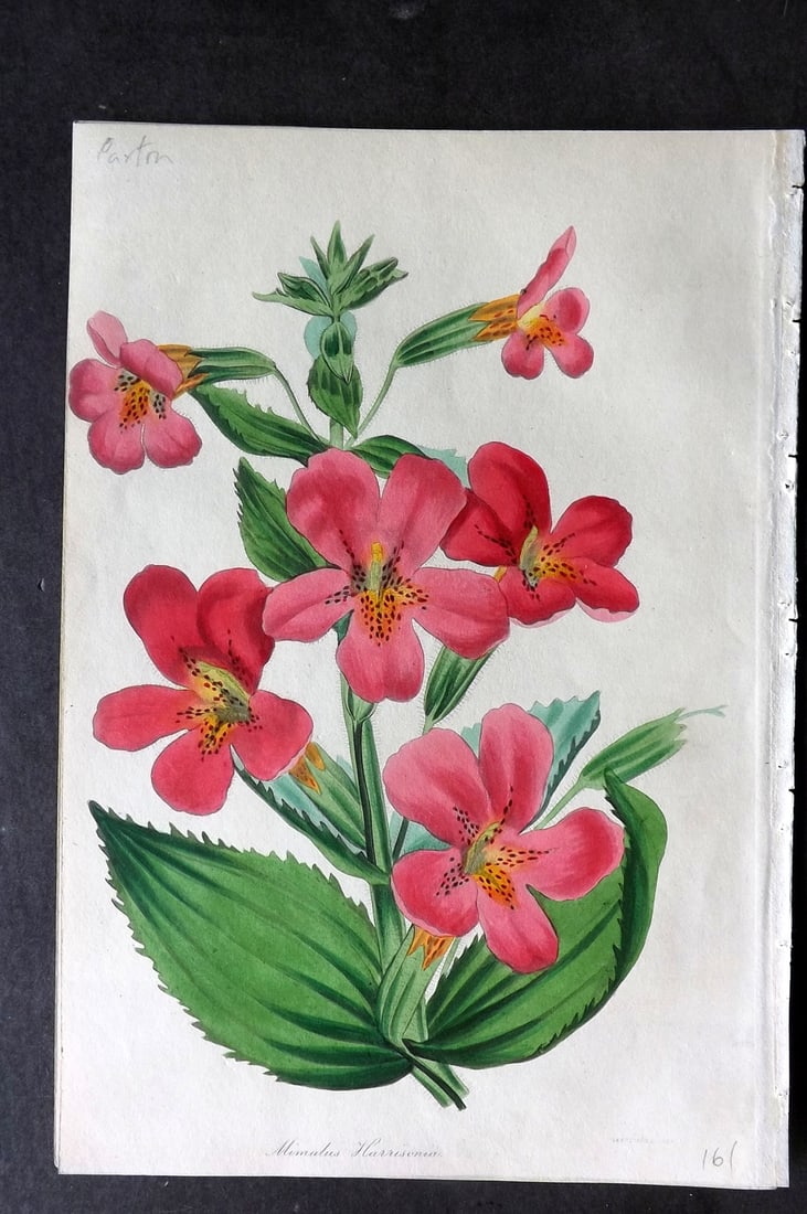 Paxton, Joseph 1837 Hand Col Botanical Print. Mimulus Harrisonia, Monkey Flower: Hand Colored Etching Published 1834-49, London for "Paxton's Magazine of Botany" by Joseph Paxton. Paper Size: 9 x 6 inch (23 x 16cm) Good Condition