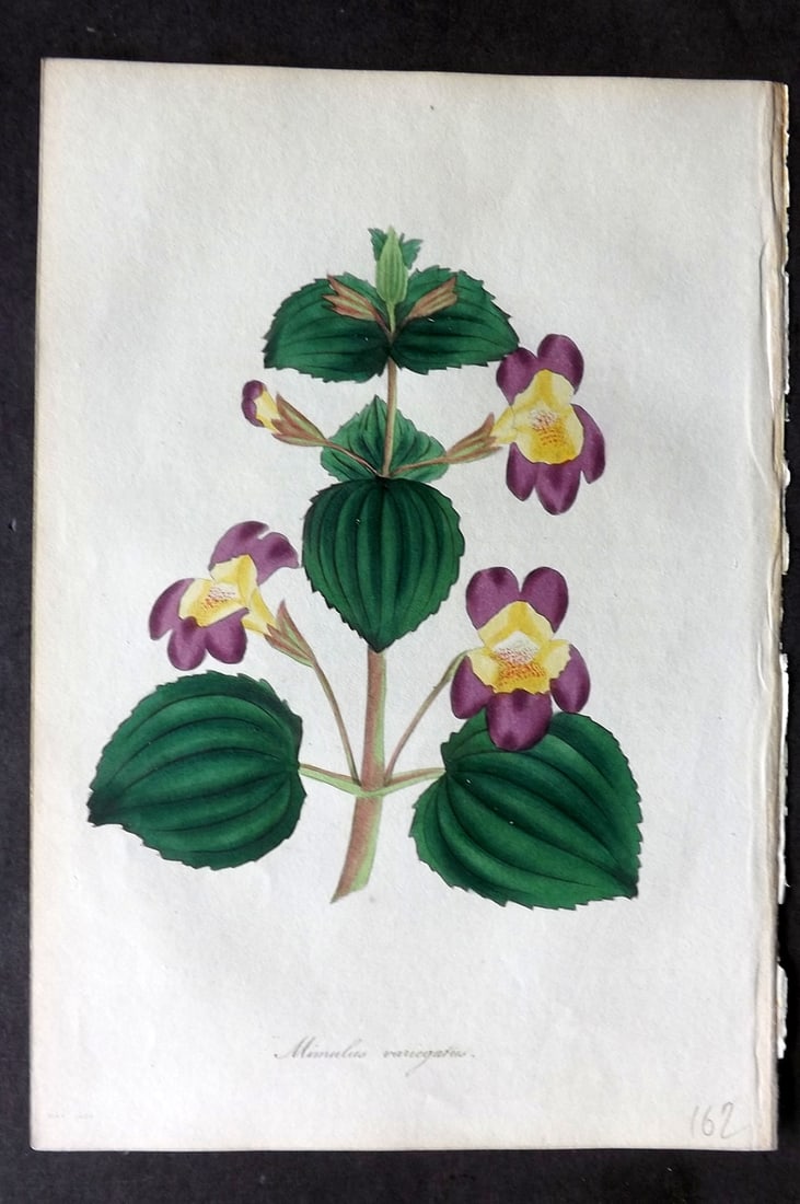 Paxton, Joseph 1836 Hand Col Botanical Print. Mimulus Cardinalis, Monkey Flower: Hand Colored Etching Published 1834-49, London for "Paxton's Magazine of Botany" by Joseph Paxton. Paper Size: 9 x 6 inch (23 x 16cm) Good Condition