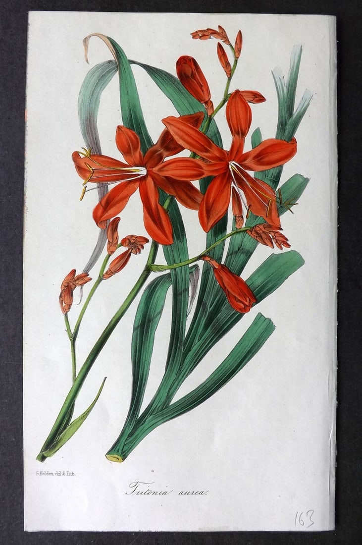 Paxton, Joseph 1840's Hand Col Botanical Print. Mimulus Cardinalis, Monkey Flower: Hand Colored Lithograph Published 1834-49, London for "Paxton's Magazine of Botany" by Joseph Paxton. Paper Size: 9 x 5..5 inch (23 x 14cm) Good Condition